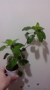 Кроссандра-тропическая красавица. #1522436