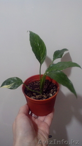 Спатифиллум