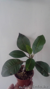 Плюмерия(франжипани). #1522589