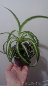 Хлорофитум Бони. #1522447