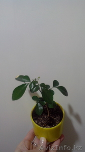 Мурайя метельчатая,  кустарник. #1522448