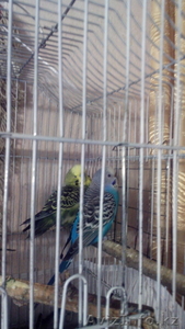 Волнистые попугайчики. #1522613