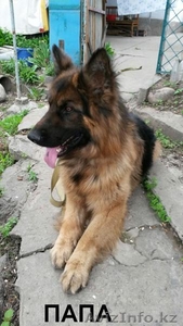 продаются немцы #1522067