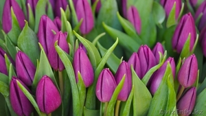 Тюльпаны (Tulip) к 8 марта #1529012