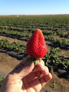  Рассада клубники сорта Альбион и Сан Андреас #1533408