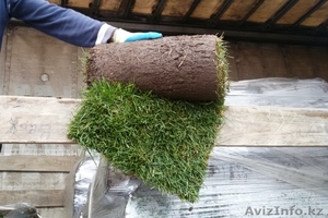 Рулонный газон от 135 руб/рул !!!+79277770575 Самара #1538378