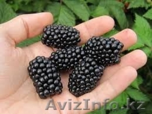 Саженцы ежевики 