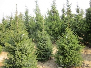 Елки Березы Тополь Саженцы #1532785