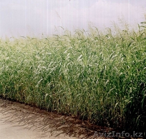 семена суданки соответствует Гост19451-93 #1529417