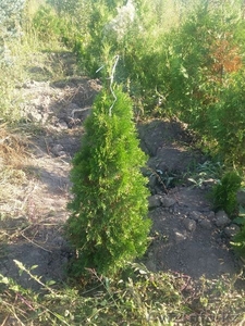 Можжевельник Туя Елки Березы Тполь Дуб Кедр Рябина Ива Плодовые Деревья Розы  #1532784