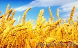 Пшеница,  ячмень,  овес в мешках #1537170
