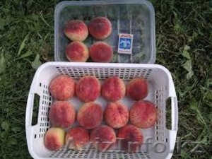 Саженцы персика 