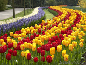 Луковицы тюльпанов для озеленения #1537390