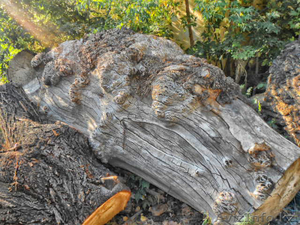 Массив капа карагача слэбы ,  необрезная доска ! #1543901