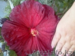 Саженцы и весенние  многолетние  цветы. #1539073