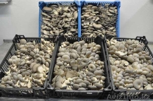 Ищу инвестора для создания грибного производства #1542170