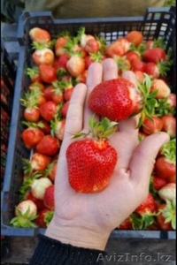 Продажа рассады клубники #1553300
