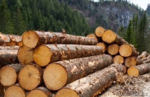 Лес кругляк пихта сосна осина береза #1551020