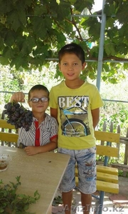 саженцы винограда,  более-20 сортов #1034704