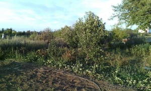 Продам дачу в общ. СОЮЗ #1555398