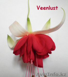 Фуксии сортовые #1561427