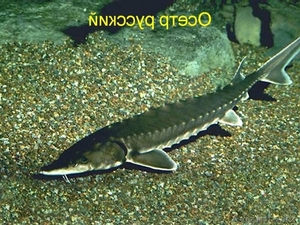 осетр русский продажа в Алматы #1558034