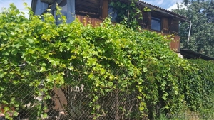 Уютный домик для летнего отдыха,  тенистый сад,  все для души  #1556581