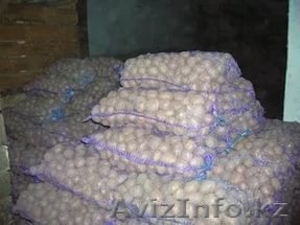 Продовольственный картофель оптом от производителя 18 р/кг. #1555462