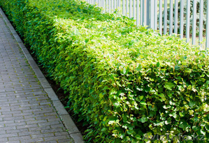 Живая изгородь,  ограждения територии  #1569661