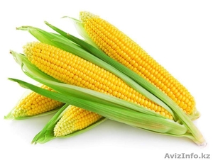 Продажа свежей кукурузы #1572508