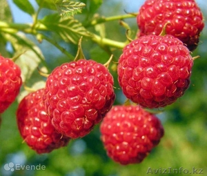 Продаю Свежую слвдкую малину #1573910
