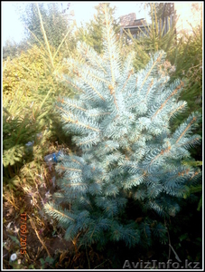 саженцы ели обыкновенной, сибирской, колючей #1575279