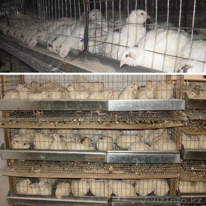 Продам перепелок несушек,  трехмесячные #1571072