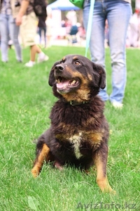 Отдаем Рона в заботливые руки. #1577677