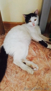 Котик Ачи отдаётся в дар. #1577678
