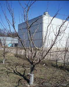 Обрезка формирование кроны плодовых деревьев,   винограда,  ягодных кустарников ,   #1579951
