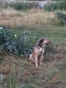 Собака Анита из приюта