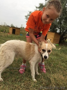 Собачка Красавчик из приюта