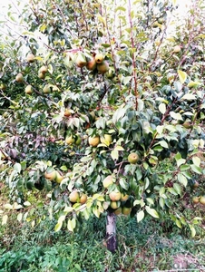 Груши крупномеры плодоносящие деревья Алматы 10000 тг. #1581652