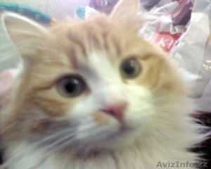 Портал о животных Veterinariya.info #1585274
