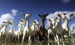 Лучшее диетическое мясо - козлятина по 35 тыс.тенге за тушу 20 кг. #1585746