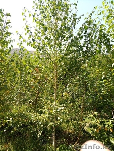 Берёзы деревья крупномеры Алматы от 6000 тг. #1555339