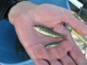 Мальки форели #1589603