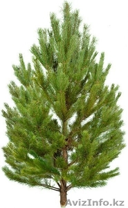 Новогодние хвойные деревья оптом - Ель,  Пихта,  Сосна #1594328