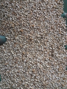 Сафлор #1595244