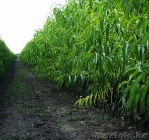 Фруктовые деревья Сербия #1597317