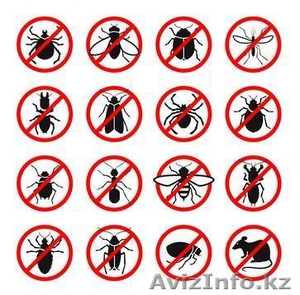 Уничтожение клопов,  блох,  тараканов  #1597048