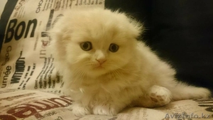 Продам котят породы Шотландская вислоухая #1603807