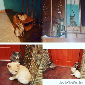 Симпатичные и умненькие котята ищут дом. #1600703