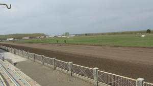 Прокат лошадей #1603017